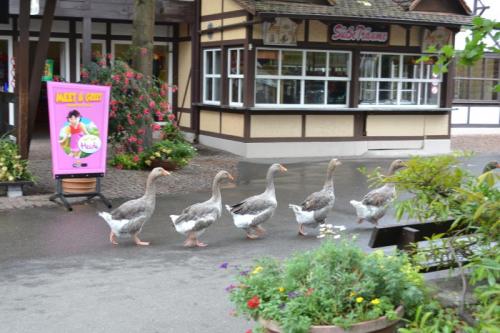 2015 07 29 Hassloch (9) (1)